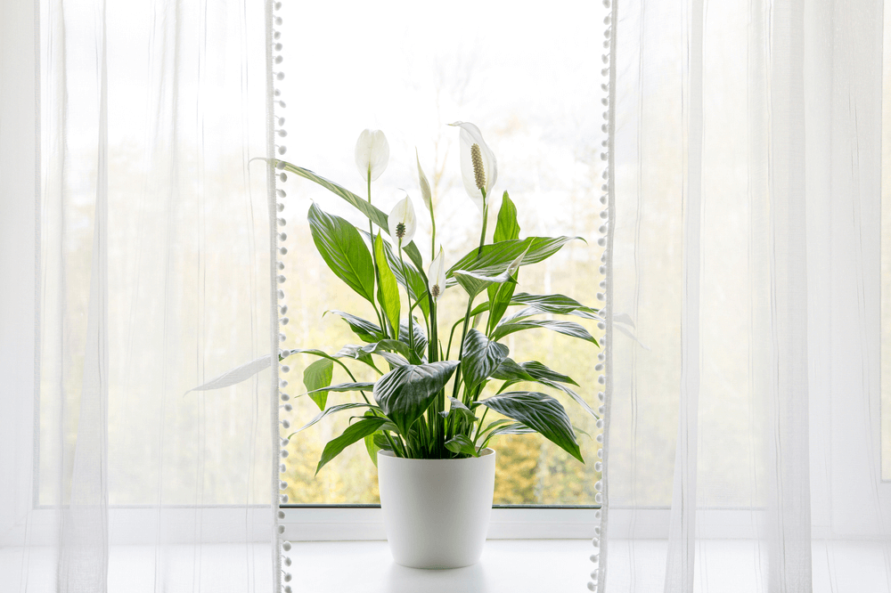 put peace lily in suitable  light